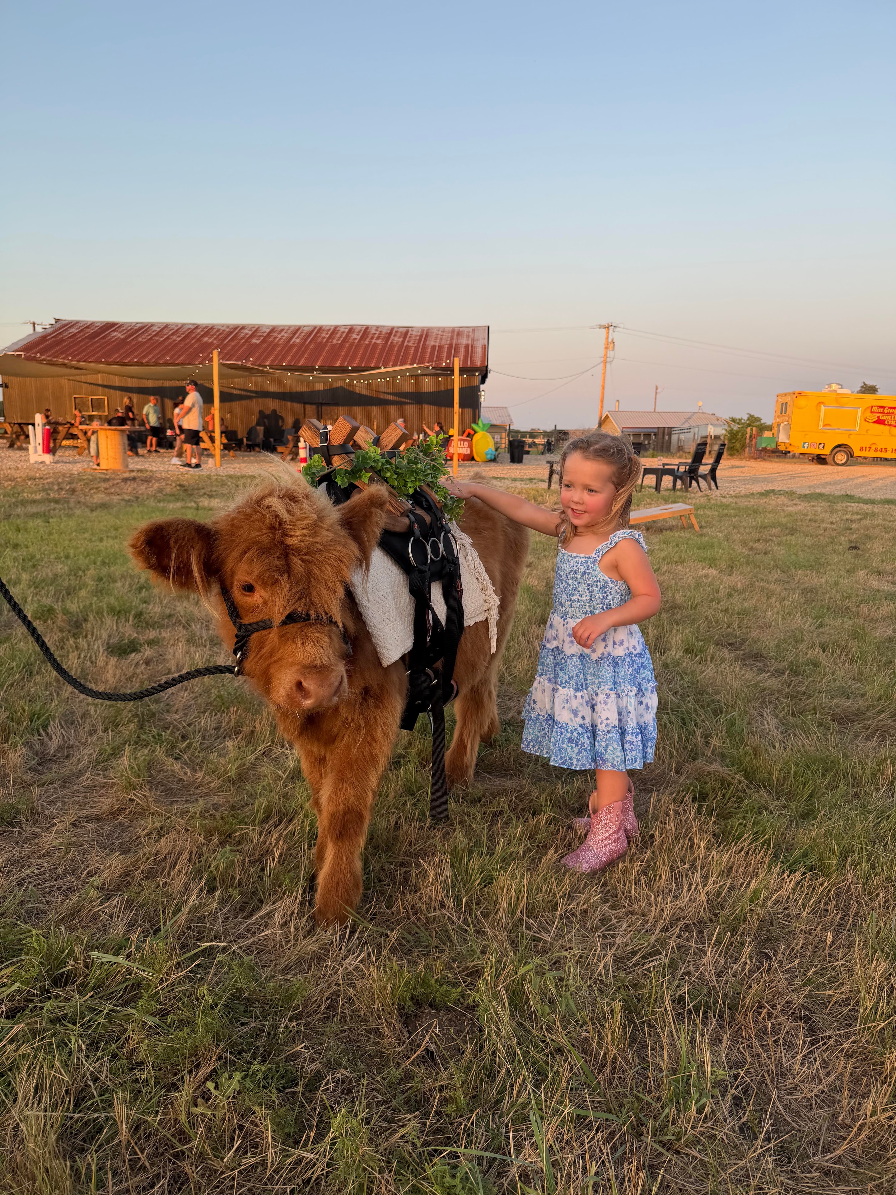 Highland cow photoshoot in a scenic outdoor setting