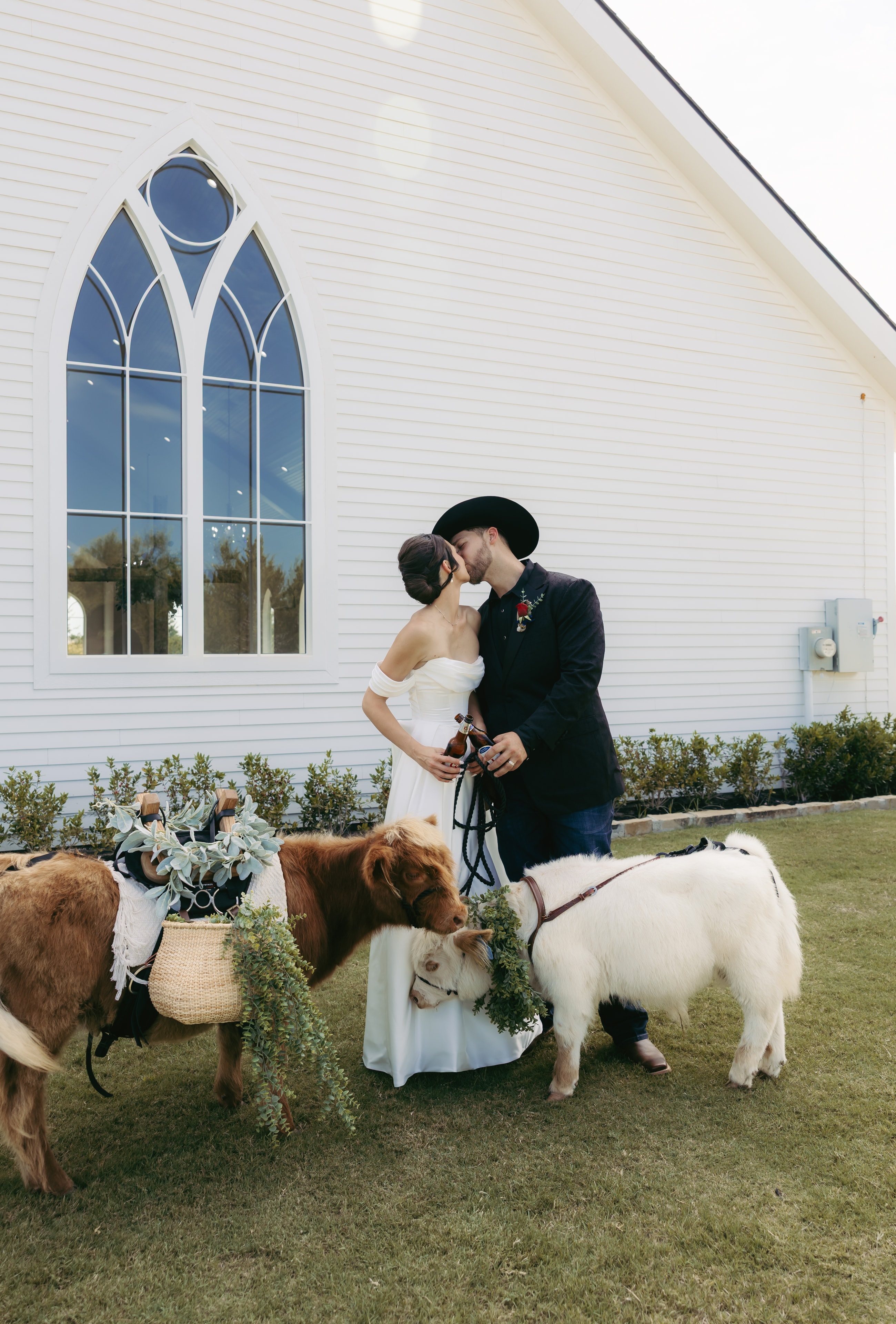 Highland cow at a wedding celebration
