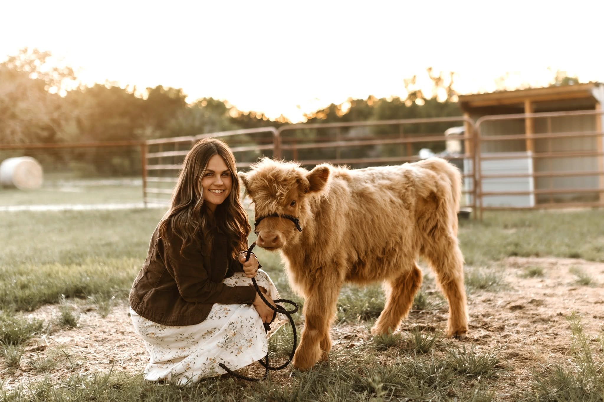 Highland cow in a Texas ranch pasture