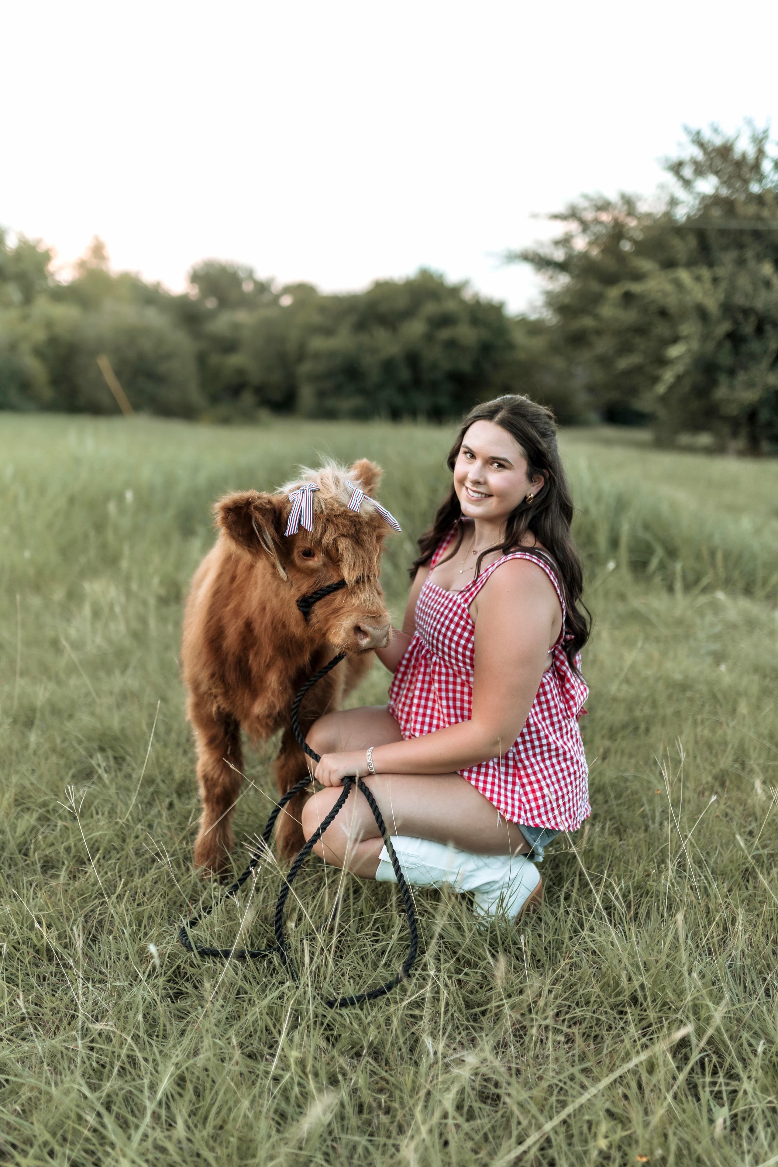 Fluffy Highland calf outdoors in natural light