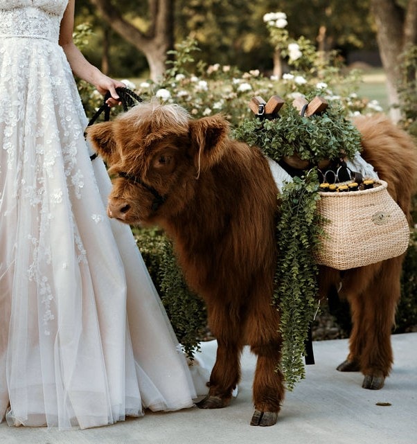 Fluffy golden Highland cow in a sunlit pasture