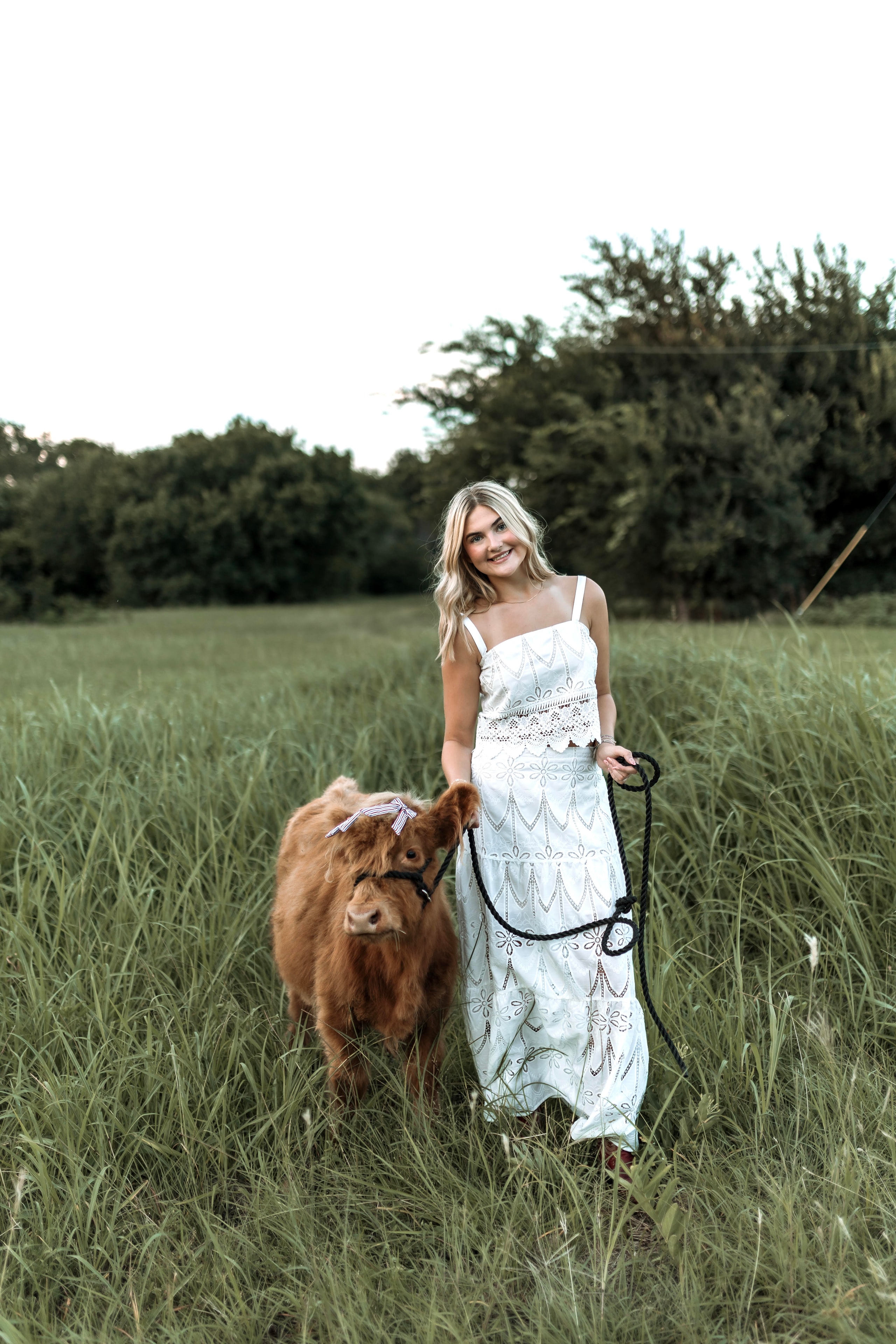 Highland cow in a pasture