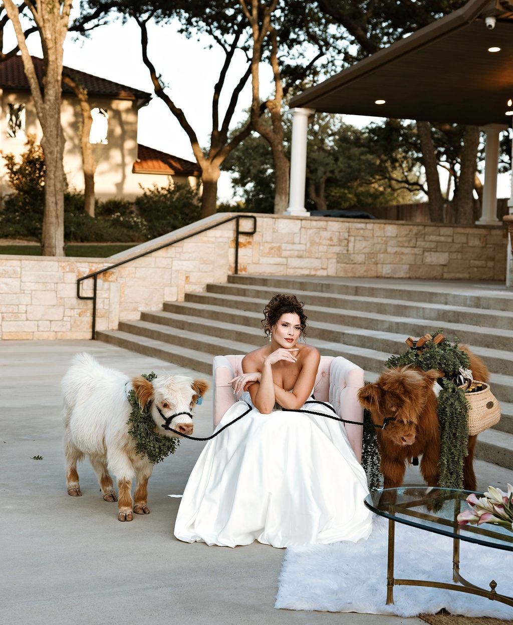 Highland cow at a decorated outdoor event