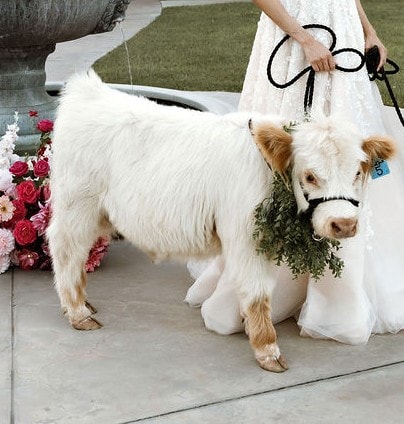 Marsh, a fluffy light-colored Highland calf, looking curiously at the camera